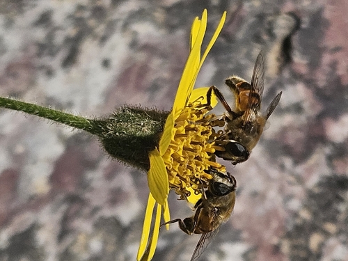 Unknown species found near St Mary, MT 59417, USA