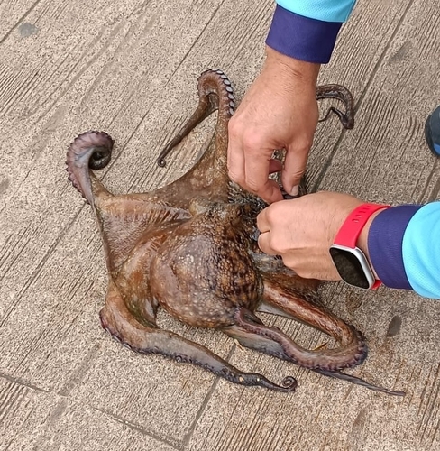 Octopus vulgaris