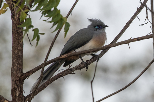 Crested Coua