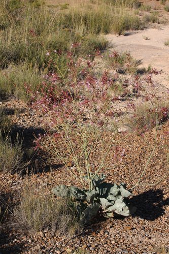 Anulocaulis