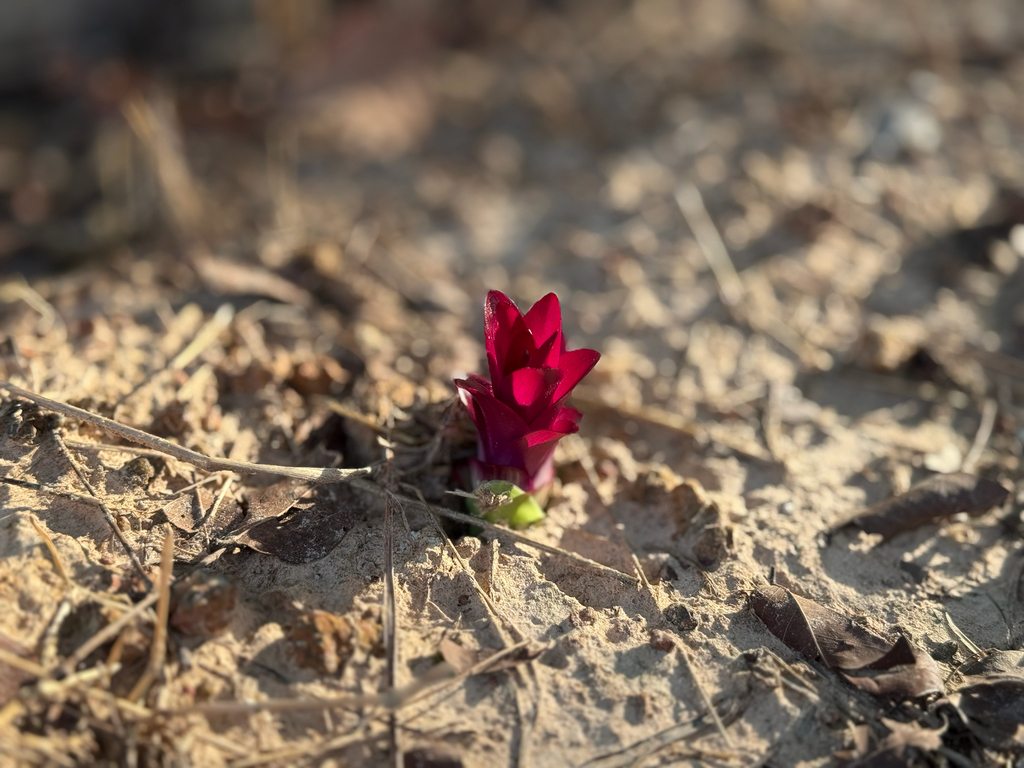 Curcuma sessilis (Siam Tulip)