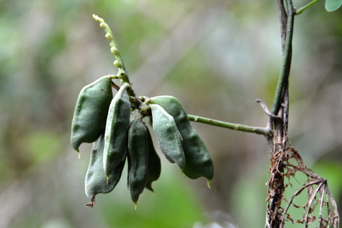 rosary pea