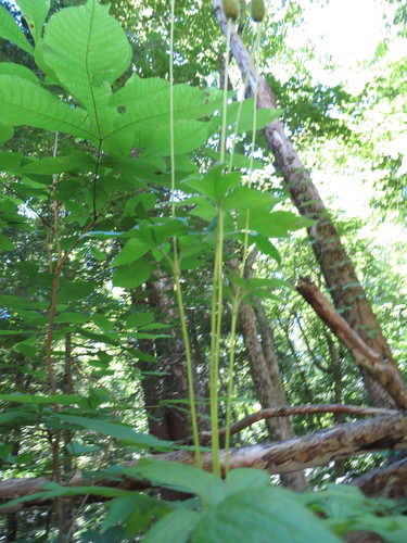Anemone virginiana var. cylindroidea