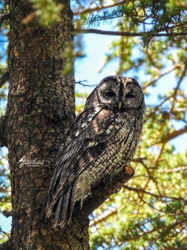 Maghreb Owl