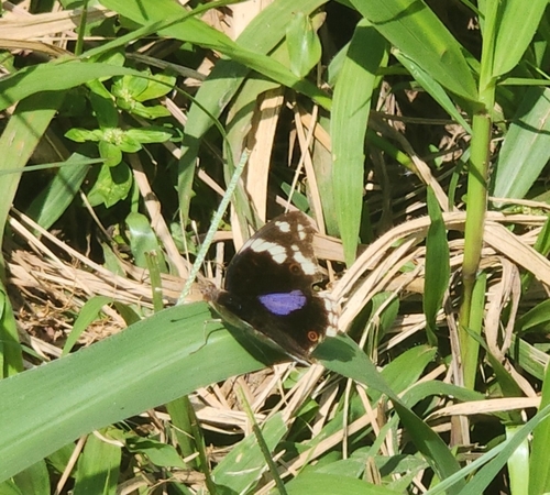 Blue-spot Pansy