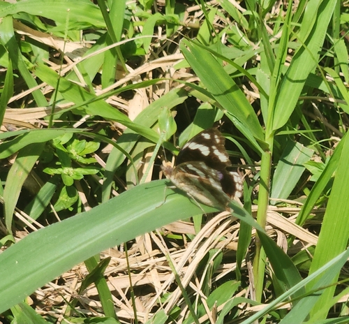Blue-spot Pansy