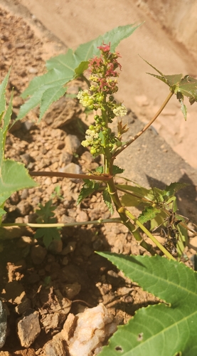 castor bean