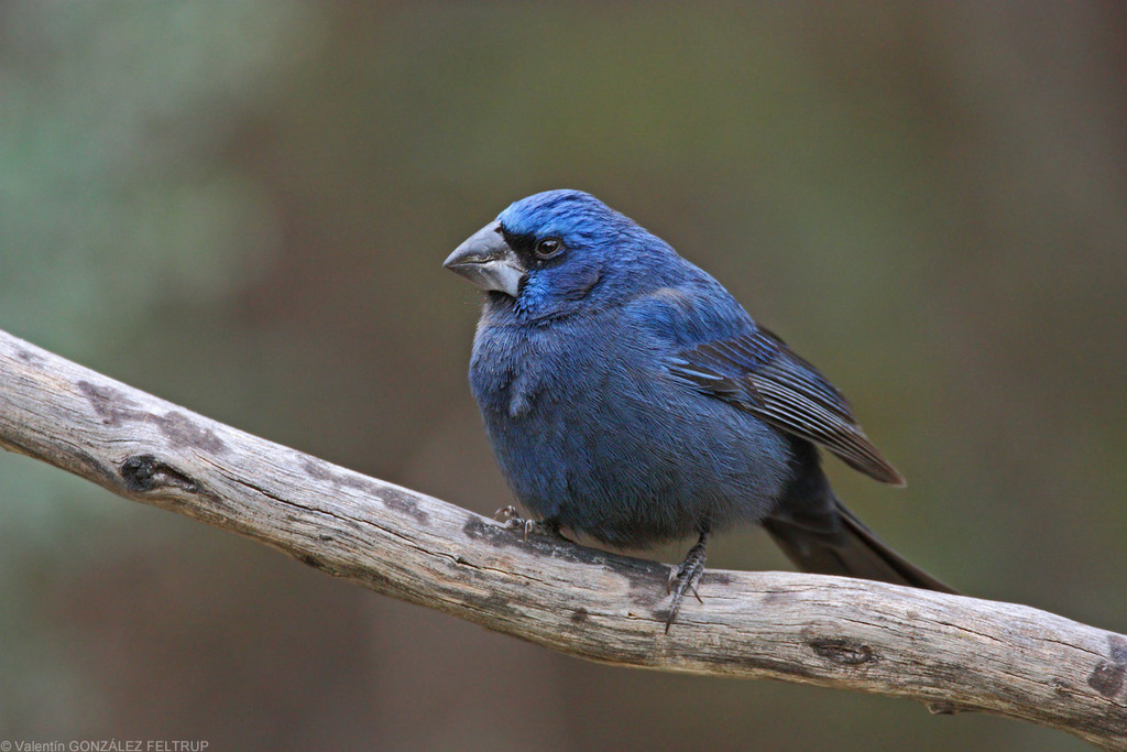 Ultramarine Grosbeak photo