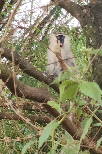 Tantalus Monkey