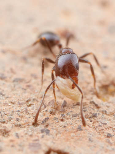 Monomorium havilandiMonomorium havilandi