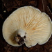 Lactifluus subvellereus - Photo (c) Jeff Stauffer, all rights reserved, uploaded by Jeff Stauffer