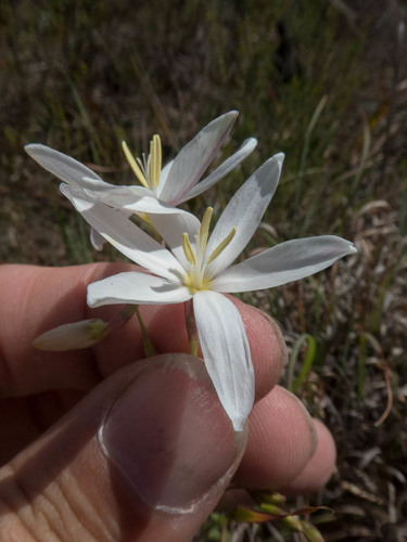 Ixia polystachya L.