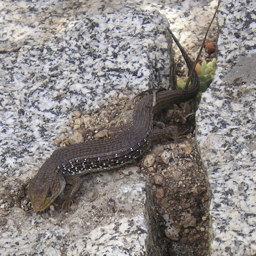 iNaturalist observation photo of Northern Alligator Lizard