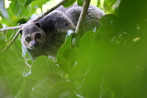 Talaud Bear Cuscus (Ailurops melanotis) · iNaturalist