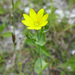 Blackstonia perfoliata perfoliata - Photo (c) Tig，保留所有權利
