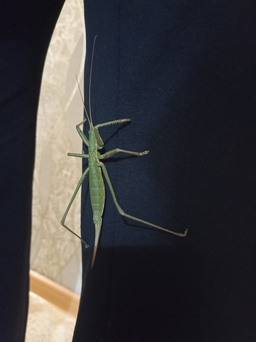 Predatory Bush-cricket
