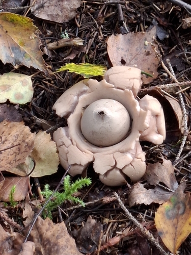 Collared Earthstar