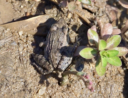 Mascarene Ridged Frog