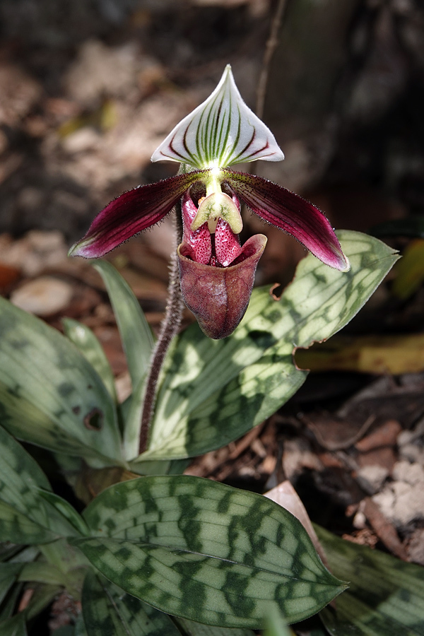 Lan Hai (Paphiopedilum purpuratum)