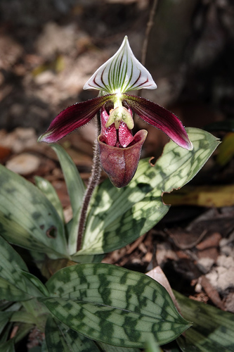 Purple Paphiopedilum (Paphiopedilum purpuratum) · iNaturalist