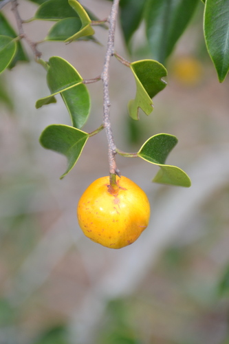 Chrysophyllum arenarium