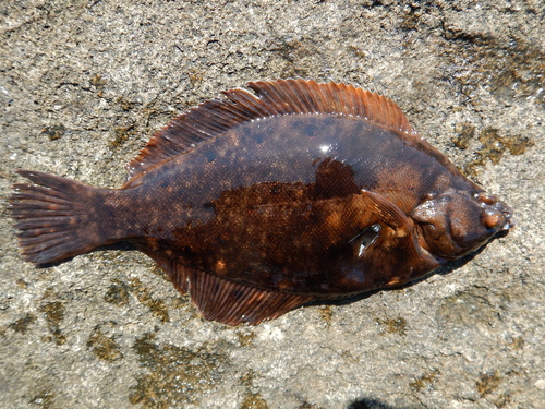 Winter Flounder