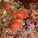 Blood Drop Sea Squirt - Photo (c) Jeff Stauffer, all rights reserved, uploaded by Jeff Stauffer