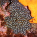 Star Tunicate - Photo (c) Jeff Stauffer, all rights reserved, uploaded by Jeff Stauffer