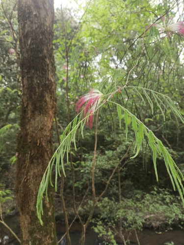 Calliandra foliolosa