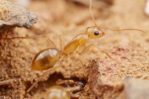 Camponotus cuneiscapus