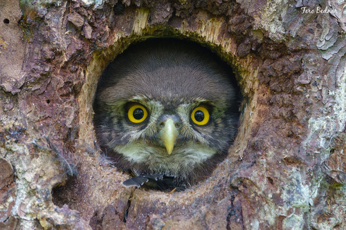 Glaucidium passerinum