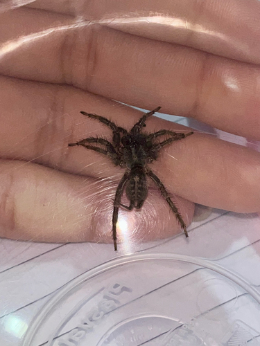 Ischnothele annulata