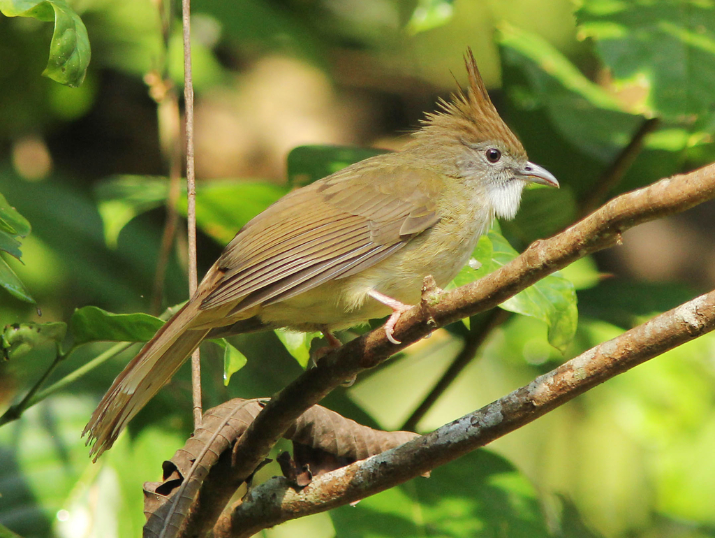 Puff-throated Bulbul (Alophoixus pallidus) photo
