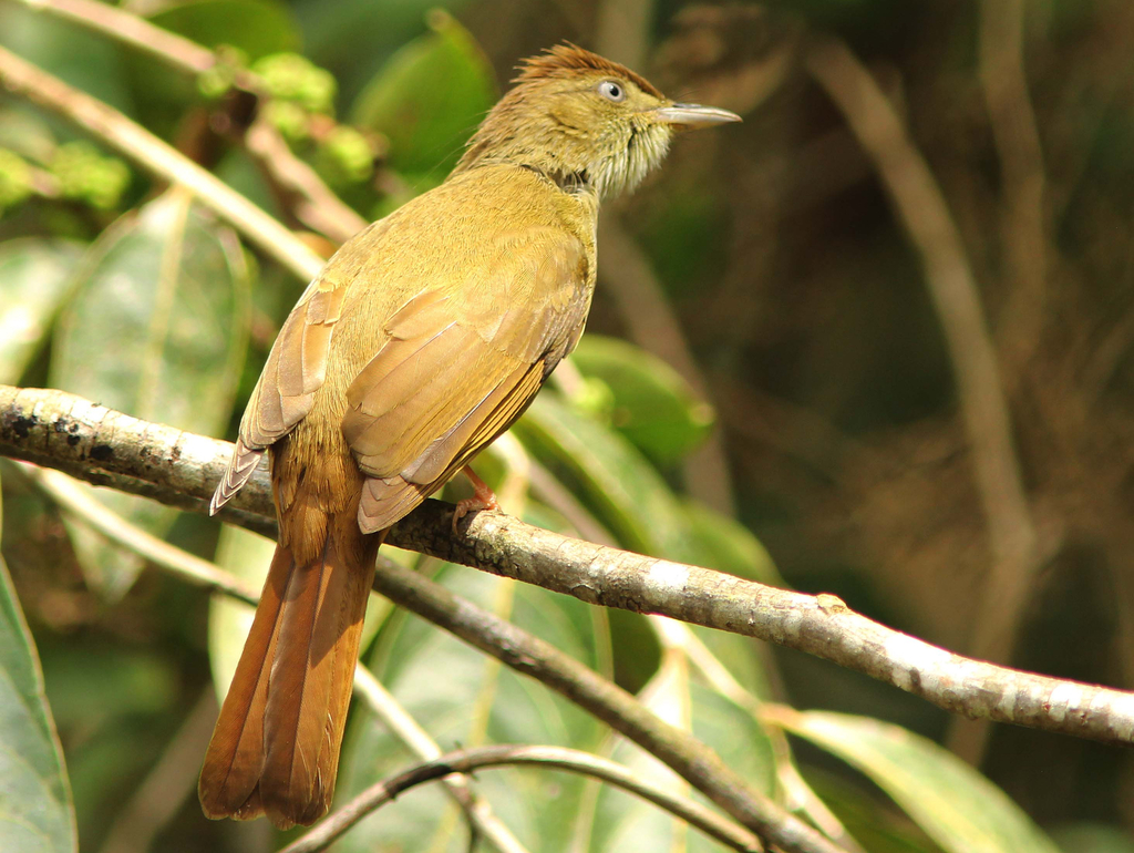 Gray-eyed Bulbul photo