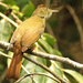 Gray-eyed Bulbul - Photo (c) David Beadle, all rights reserved, uploaded by David Beadle