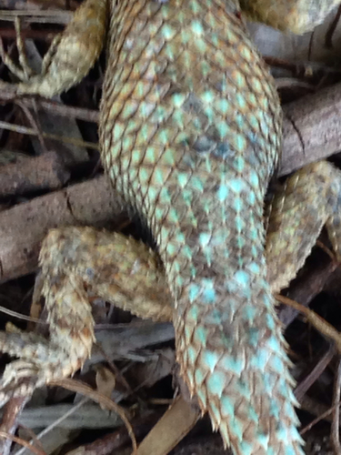 Yucatecan Blue Spiny Lizard