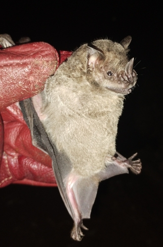 Dark Fruit-eating Bat