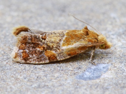 Aethes interruptofasciata