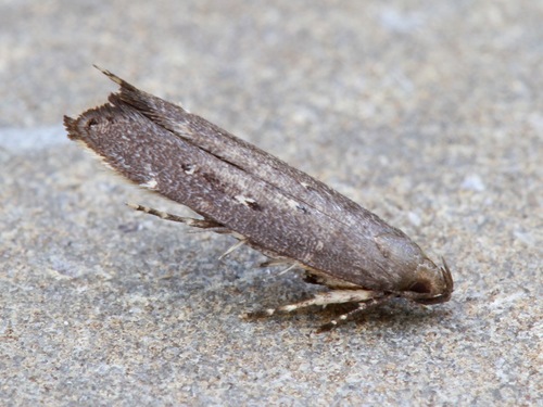 Perimede circitor