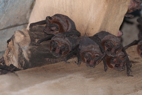 Sulawesi Free-tailed Bat (Mops sarasinorum) — Data Deficient Mammalia