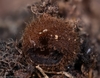 Genea hispidula - Photo (c) François Guay, all rights reserved, uploaded by François Guay
