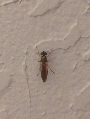 Unknown species found near West Salem, Salem, OR 97304, USA