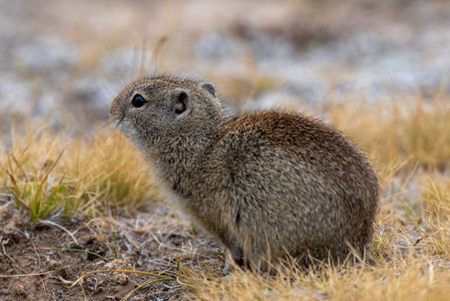 Belding's Ground Squirrel observed by stevenhunter