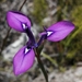 Moraea tripetala jacquiniana - Photo (c) Glynn Alard, all rights reserved, uploaded by Glynn Alard