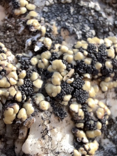 Anamylopsora pulcherrima
