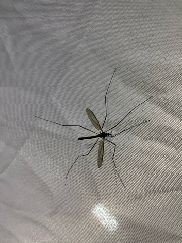 Unknown species found near Oak Bay, BC, CA