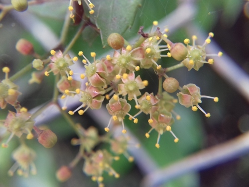 Clematicissus striata (Ruiz & Pav.) Lombardi