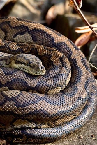 Coastal Carpet Python sighting