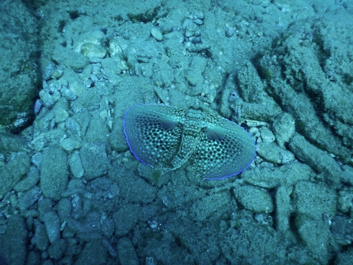 Dactylopterus volitans