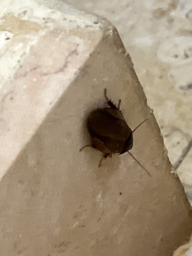 Surinam Cockroach